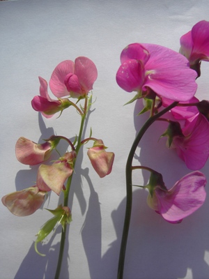 Lathyrus heterophyllus (left) vs. L. latifolius (right) 