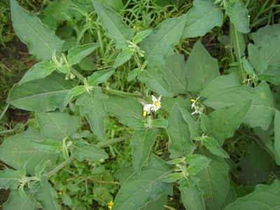 Solanum chenopodioides, Gent, port, roadside at Rodenhuizedok, September 2011, F. Verloove