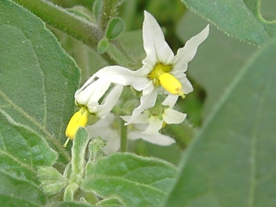 Solanum chenopodioides, Gent, port, roadside at Rodenhuizedok, September 2011, F. Verloove