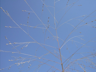  Panicum hillmanii, Port of Antwerpen, Malagastraat, by railway track, September 2011, F. Verloove 