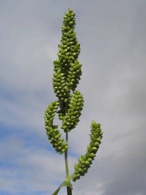 Echinochloa frumentacea, Dilsen-Stokkem, Bichterweerd, gravel pit at river Maas, October 2011, F. Verloove