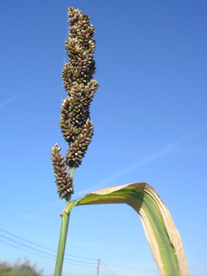 Echinochloa esculenta, Marke (Kortrijk), former clay pit, from discarded birdseed, October 2011, F. Verloove