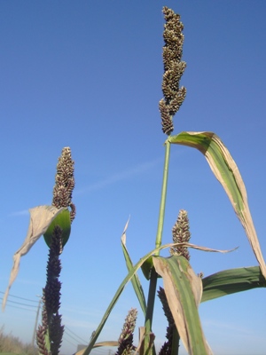 Echinochloa esculenta, Marke (Kortrijk), former clay pit, from discarded birdseed, October 2011, F. Verloove