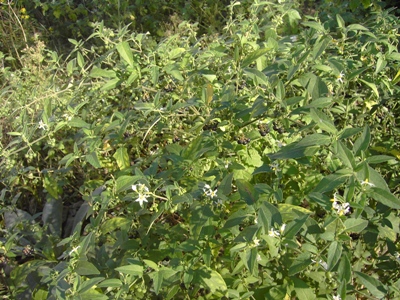 Solanum chenopodioides, Port of Gent, sandy roadside at the Ghent Grain Terminal, October 2011, F. Verloove 
