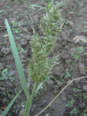 Eragrostis cilianensis, Port of Gent, wasteland near grain store, October 2011, F. Verloove 