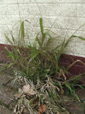 Panicum capillare, Mol, pavement weed in urban area, October 2010, R. Barendse