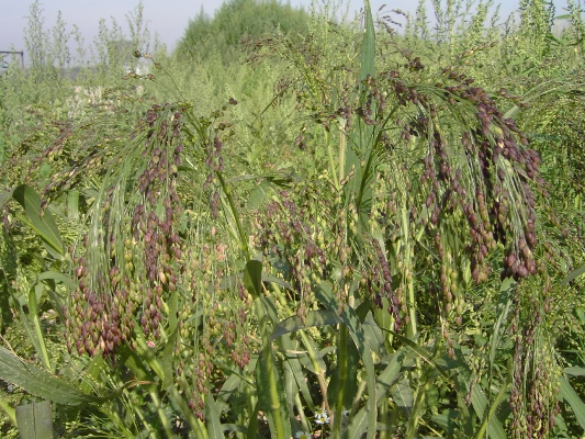 Panicum miliaceum subsp. miliaceum, Marke (Kortrijk), former clay pit, August 2009, F. Verloove