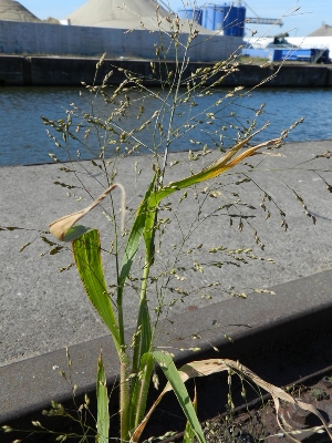 Panicum miliaceum subsp. ruderale, Gent, port area, Sifferdok, unloading quay for cereals, September 2012, R. Barendse