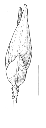 Panicum_capillare subsp. barbipulvinatum, spikelet