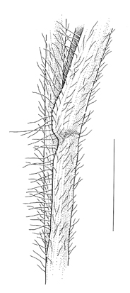 Panicum capillare, leaf sheath