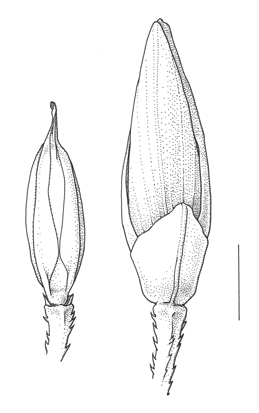 Panicum_dichotomiflorum, lemma & spikelet - Drawing S.Bellanger