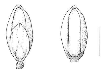 Panicum_hillmanii lemma