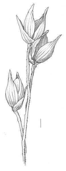 Panicum miliaceum subsp. agricola
