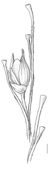 Panicum miliaceum subsp. ruderale