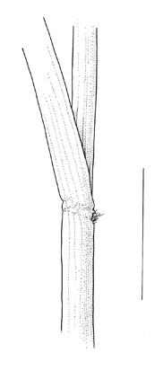 Panicum schinzii, leaf sheath