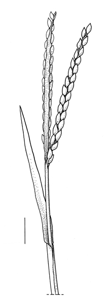 Paspalum distichum, inflorescence - Drawing S.Bellanger