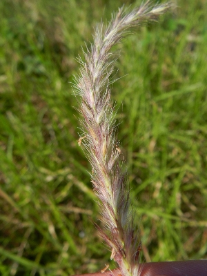 Pennisetum flaccidum, Overpelt, former railway track, September 2012, R. Barendse