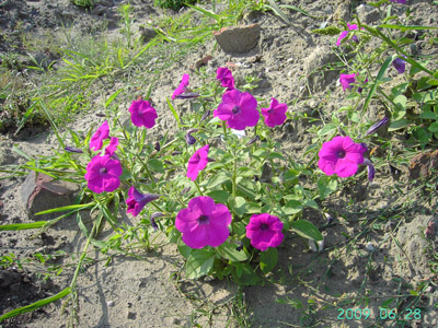 Petunia xpunctata, Lichtervelde, ground heaps, June 2009, F. Verloove. 