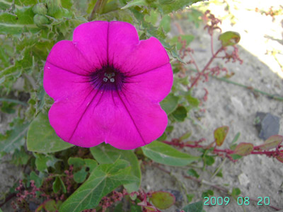  Petunia xpunctata, Marke, former clay pit (levelled soil), August 2009, F. Verloove 