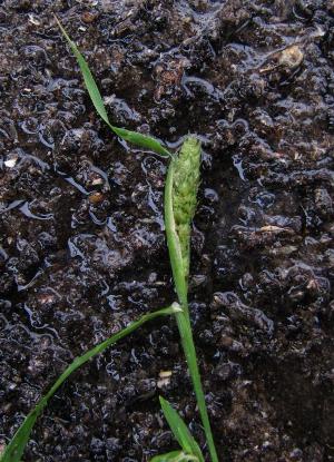 Phalaris paradoxa, Antwerpen, port area, Amerikadok, unloading quay for  cereals, June 2011, I. Jacobs