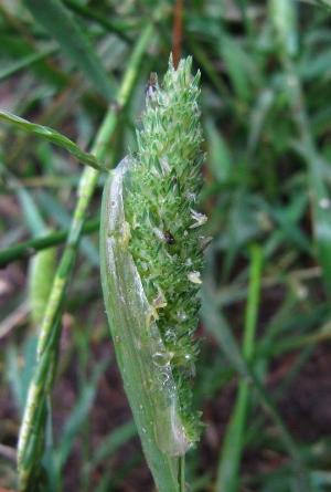 Phalaris paradoxa, Antwerpen, port area, Amerikadok, unloading quay for  cereals, June 2011, I. Jacobs