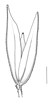 Phalaris arundinaceae, spikelet - darwing S.Bellanger