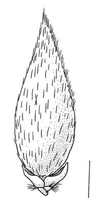 Phalaris brachystachys, lemma