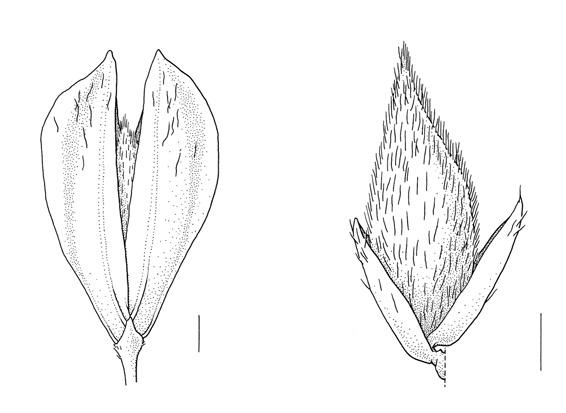 Phalaris canariensis, spikelet & lemma - Drawing S.Bellanger