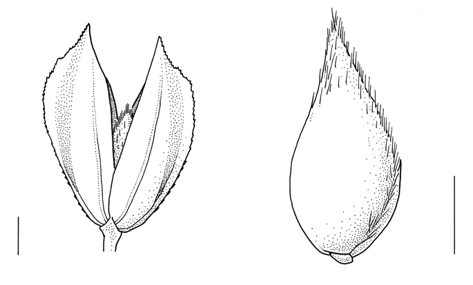 Phalaris minor, spikelet & lemma