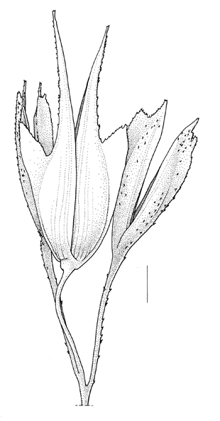 Phalaris paradoxa, spikelets - Drawing S.Bellanger