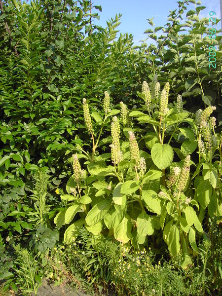 Phytolacca acinosa, Tielt, plantation weed, June 2009, F. Verloove