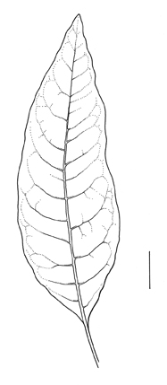 A leaf of Phytolacca americana 