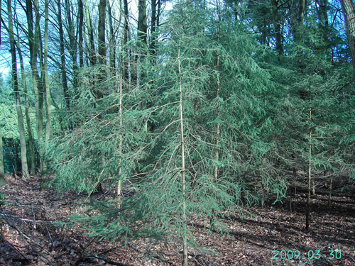 Picea abies, Torhout, Groenhovebos, woodland, self-sown, March 2009, F. Verloove. 