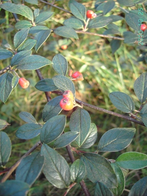 Cotoneaster franchetii, De Haan, Duinbos, coastal woodland, under Pinus, October 2010, F. Verloove