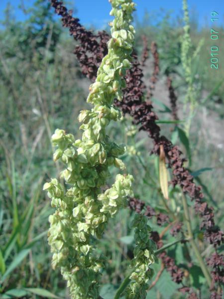 Rumex salicifolius, Mons towards Obourg, by river Haine, waste land, July 2010, F. Verloove. 