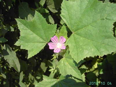 Malva pseudolavatera, Merksem, Albertkanaal, unloading quay for cereals, October 2010, F. Verloove