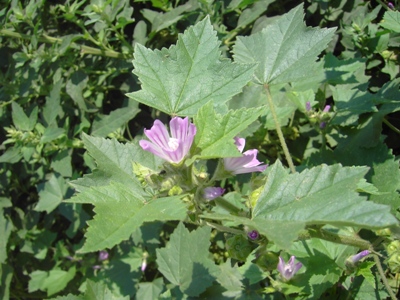 Malva pseudolavatera, Merksem, Albertkanaal, unloading quay for cereals, October 2010, F. Verloove