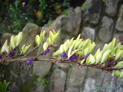 Lonicera pileata, Ieper, ruins of the lapidarium, November 2010, F. Verloove 