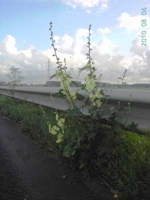 Alcea rugosa, Brugge, road verge, August 2010, F. Verloove