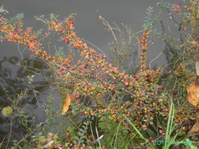 Cotoneaster ascendens, Gent, Verlorenkostbrug, old quay wall of city canal, November 2010, F. Verloove 