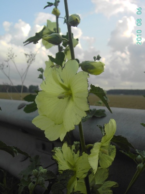 Alcea rugosa, Brugge, road verge, August 2010, F. Verloove