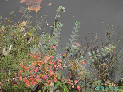 Cotoneaster ascendens, Gent, Verlorenkostbrug, old quay wall of city canal, November 2010, F. Verloove