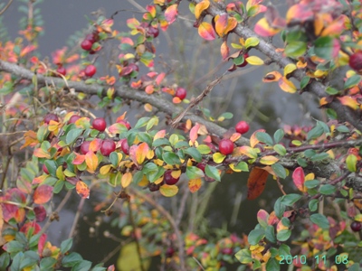 Cotoneaster ascendens, Gent, Verlorenkostbrug, old quay wall of city canal, November 2010, F. Verloove