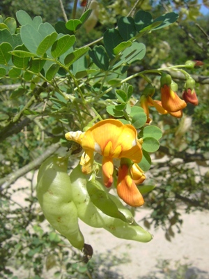 Colutea xmedia, between Wenduine and De Haan, coastal dunes, August 2010, F. Verloove 