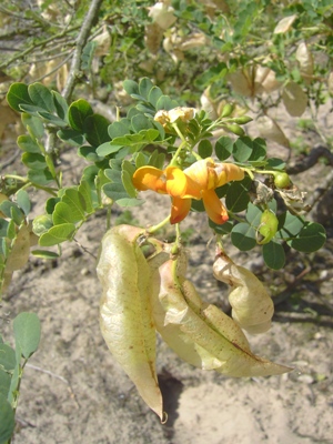 Colutea xmedia, between Wenduine and De Haan, coastal dunes, August 2010, F. Verloove