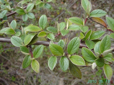 Cotoneaster franchetii, De Haan, Duinbos, coastal woodland, under Pinus, May 2010, F. Verloove