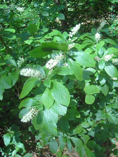 Brasschaat, De Inslag, woodland, August 2010, F. Verloove 