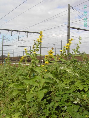  Kortrijk (Marke), track by railway yard, August 2008, F. Verloove