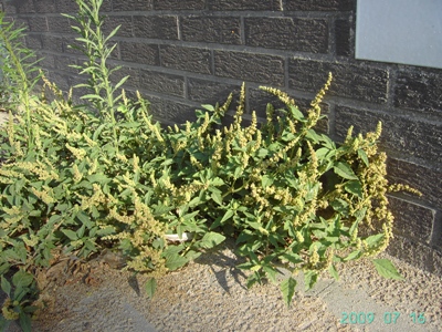 Amaranthus deflexus, Roeselare (port area), foot of wall, July 2009, F. Verloove 