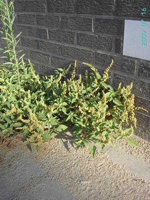 Amaranthus deflexus, Roeselare (port area), foot of wall, July 2009, F. Verloove